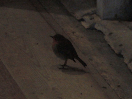 Robin