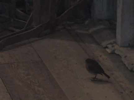 Robin