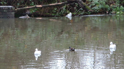 Birds