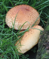 Toadstools