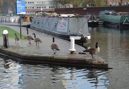 Geese