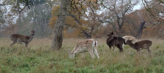 Deer