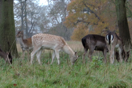 Deer