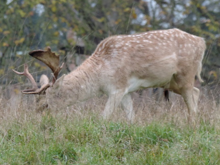 Stag