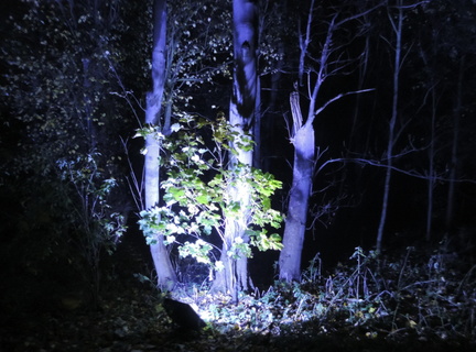 Trees
