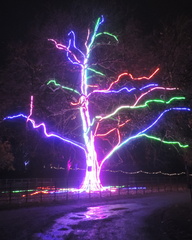 Neon Tree