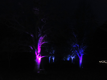 Illuminated trees