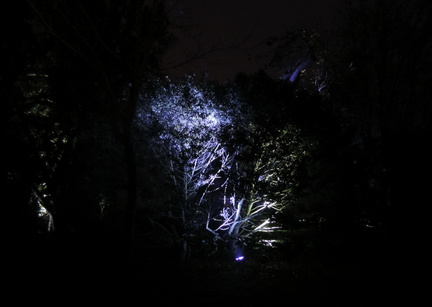Trees