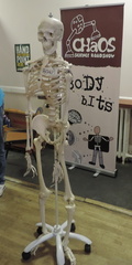 Skeleton
