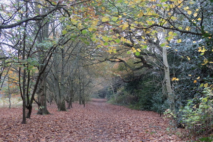 Woods
