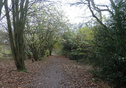 Woods