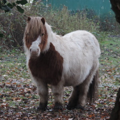 Shetland Pony