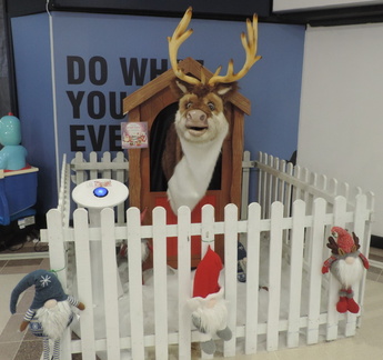 Reindeer