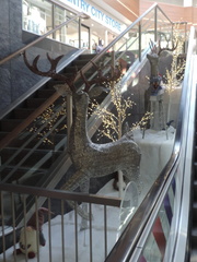 Reindeer
