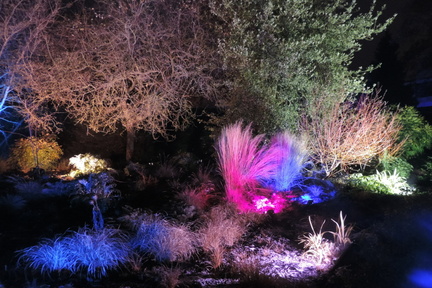 Bushes