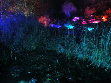 Pond