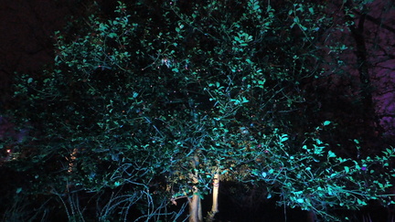 Bush