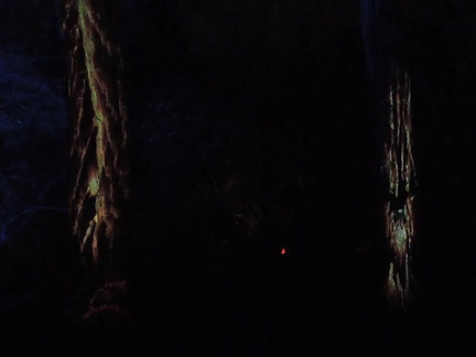 Singing trees