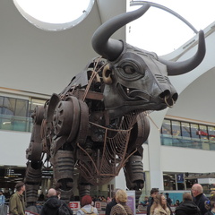Bull