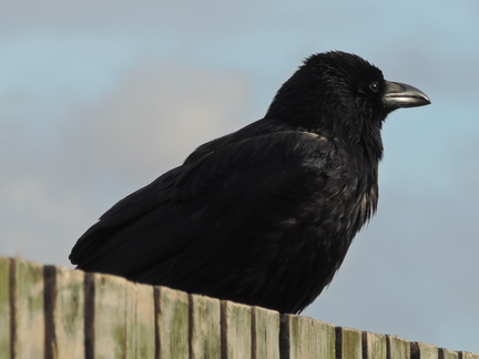 Crow