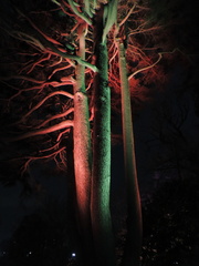 Trees