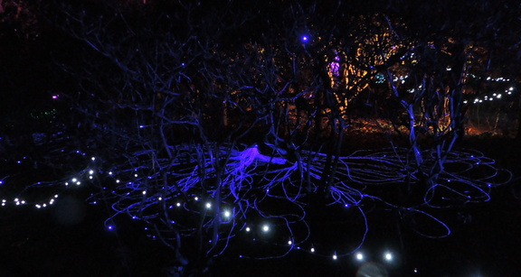 Roots