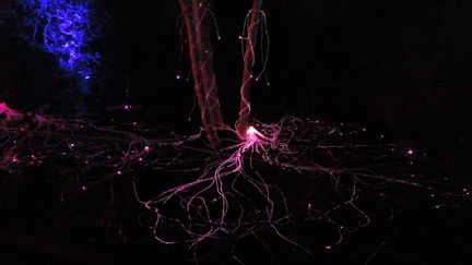 Roots