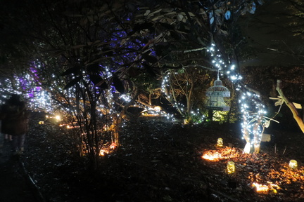Fairy garden