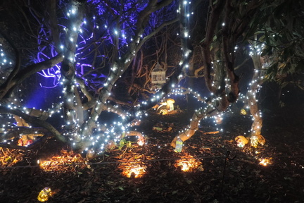 Fairy garden