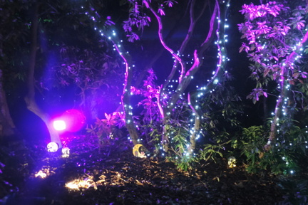 Fairy garden