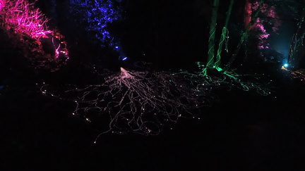 Roots