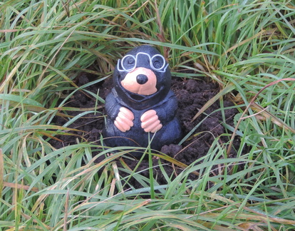 Mole