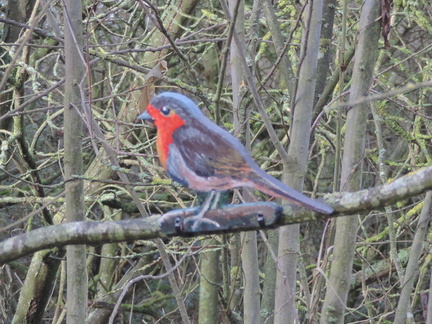 Robin