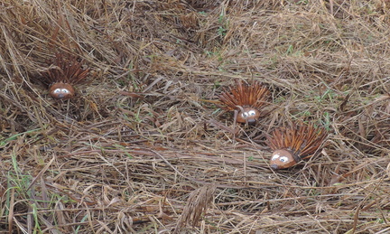 Hedgehogs