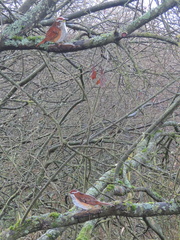 Birds