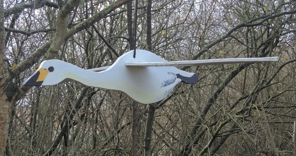 Swan