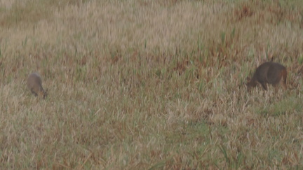 Deer