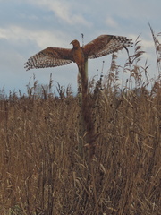 Bird of Prey