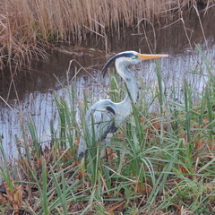 Heron