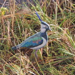Bird