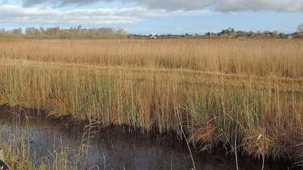 Fenland