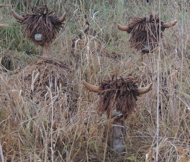 Cows