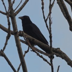 Crow