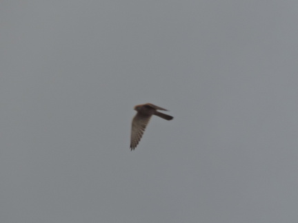 Bird of Prey
