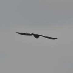 Bird of Prey