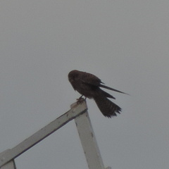 Bird of Prey