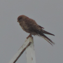 Bird of Prey