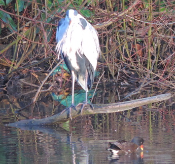 Heron