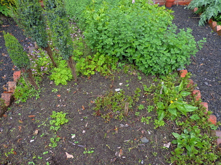 Herbs