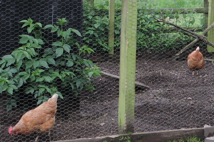 Chickens